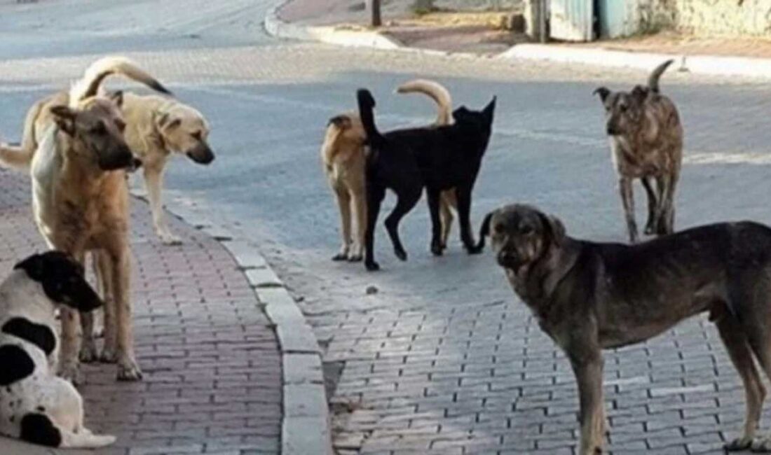 ANKARA-BHA Ankara’nın Altındağ ilçesinde, 6 yaşındaki Fatma Elmuhammed’in cansız bedeni