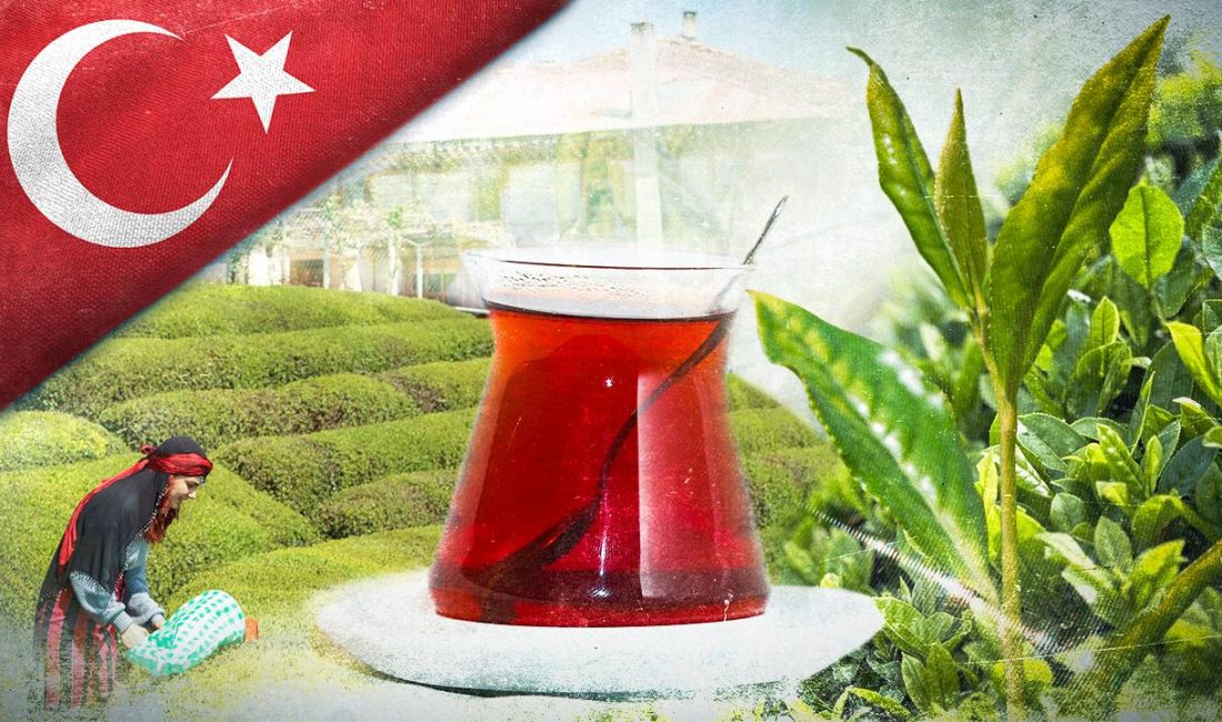 RİZE-BHA Çay İşletmeleri Genel Müdürlüğü (ÇAYKUR), 2025 yılı yaş çay