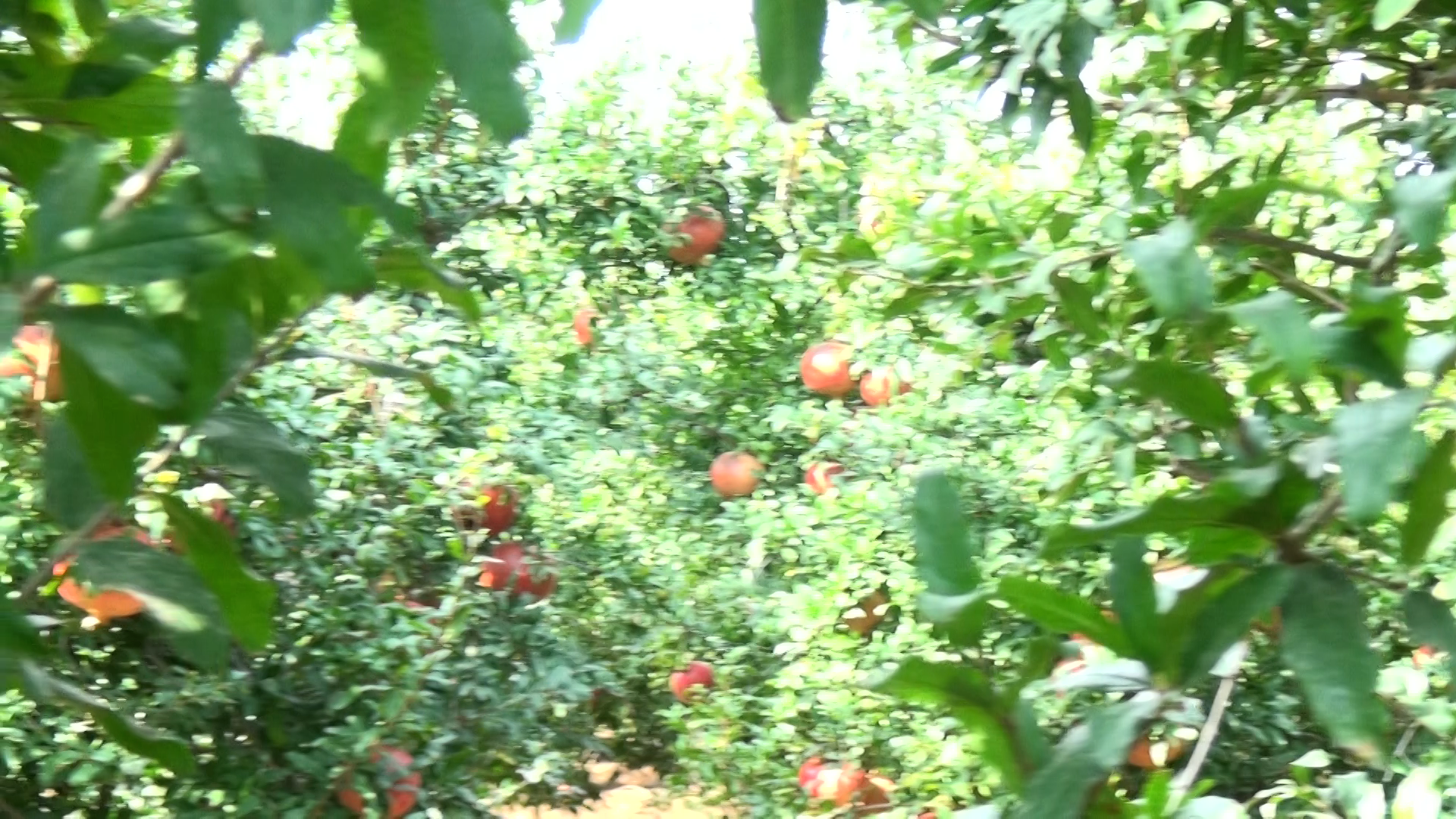 Tarsus'ta kuraklığın gölgesinde başlayan Nar Hasatını  N1 TV'den Hami