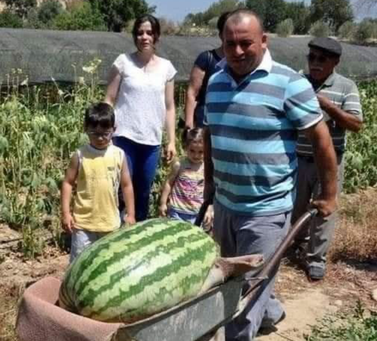 Antalya'nın Manavgat ilçesinde çiftçi Lütfü Ay, deneme amacıyla ektiği özel