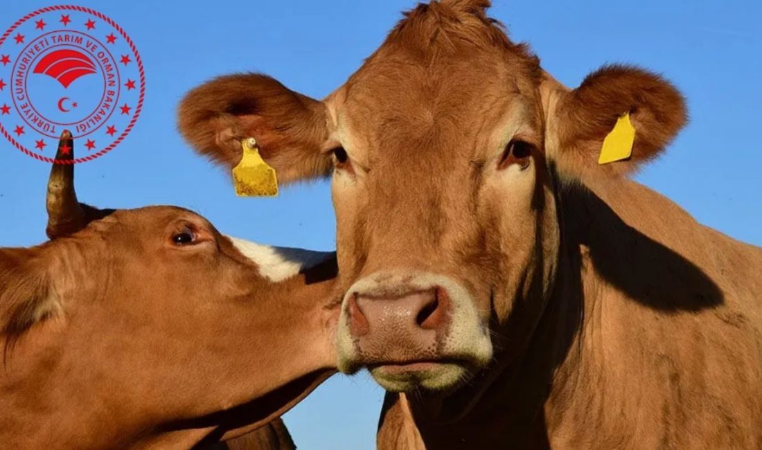 Bakanlık, hayvan pazarlarının kapatılmasının bulaşıcı hastalıklara karşı alınan rutin bir