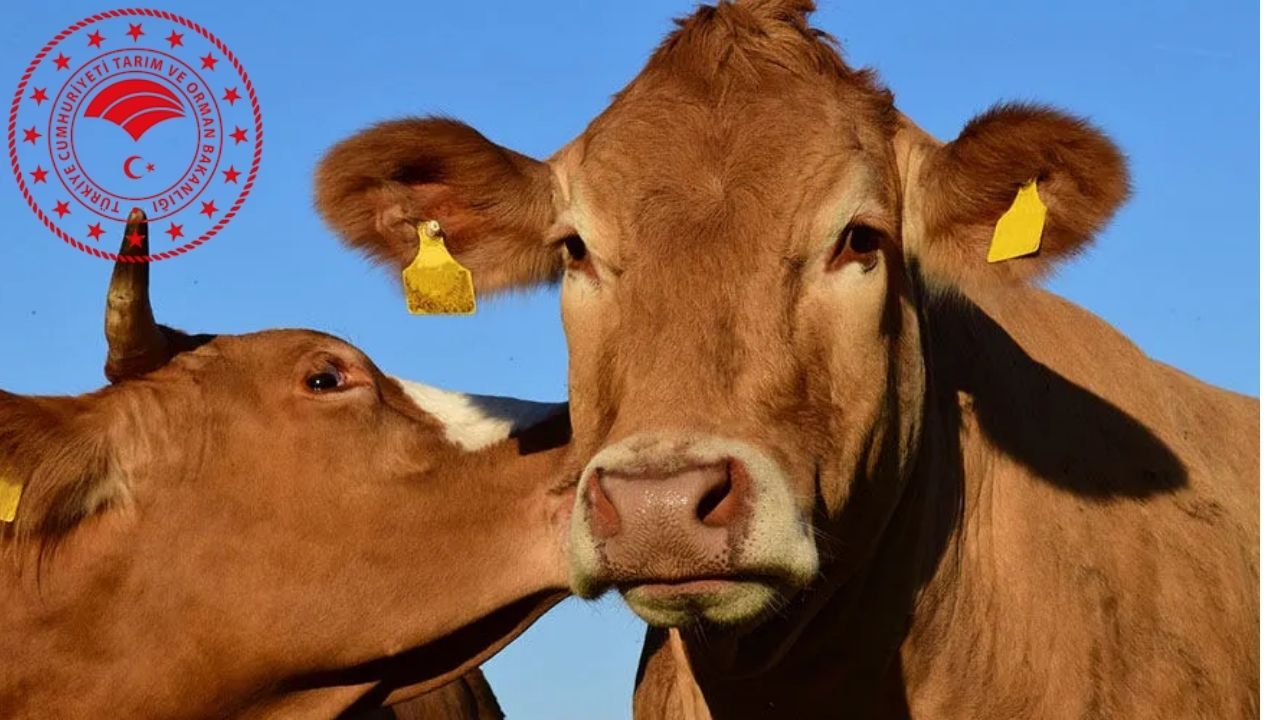 Bakanlık, hayvan pazarlarının kapatılmasının bulaşıcı hastalıklara karşı alınan rutin bir