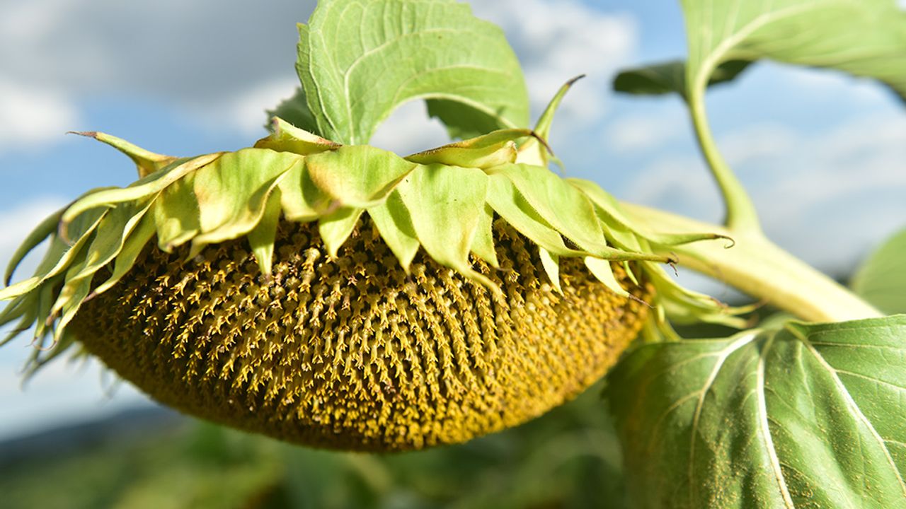 Yağlık ayçiçeği tohumu ve ham ayçiçeği yağında uygulanacak gümrük vergileri