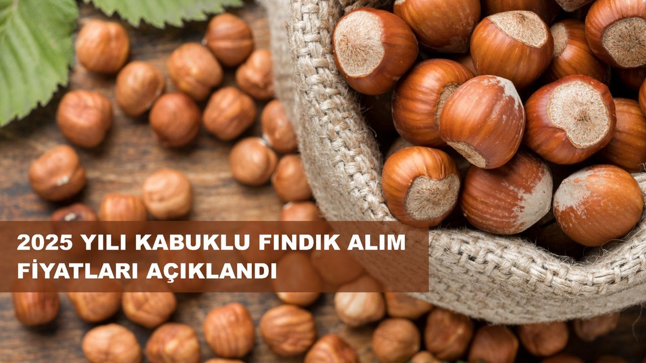 Son yıllarda fındık alımı ile de görevlendirilen TMO, 2025 yılı