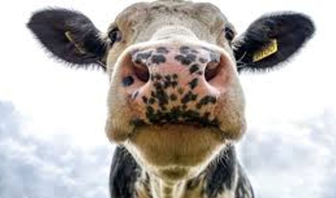 Tarım ve Orman Bakanlığı, şap hastalığına karşı yüzde 85’in üzerinde