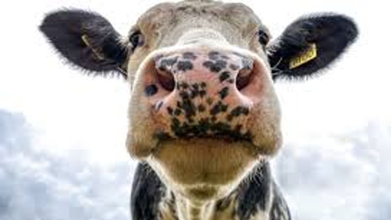 Tarım ve Orman Bakanlığı, şap hastalığına karşı yüzde 85’in üzerinde