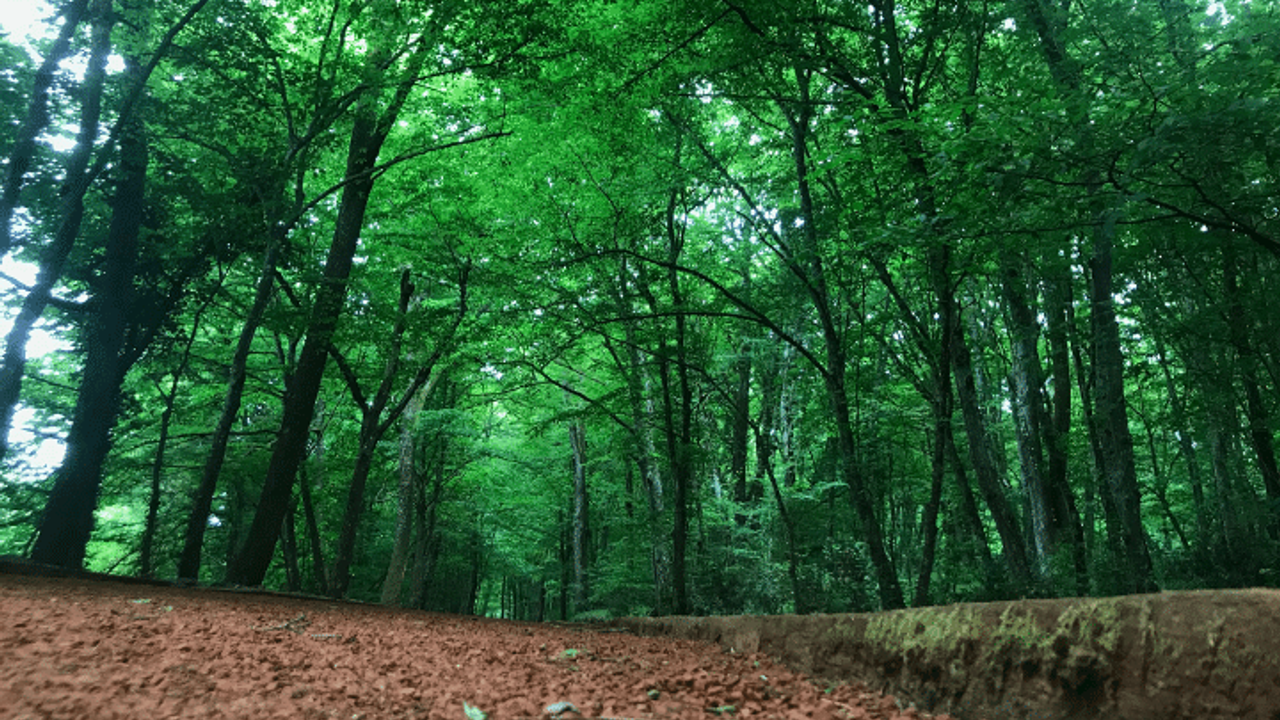 Tarım ve Orman Bakanlığı Orman Genel Müdürlüğünün (OGM) 496 sözleşmeli