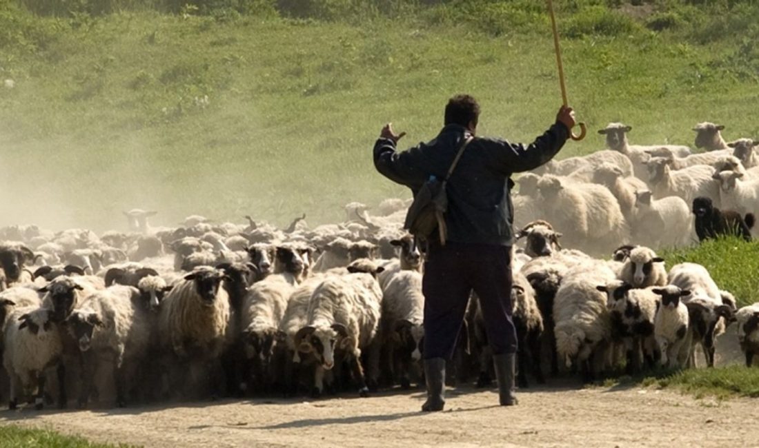 Kırıkkale Valiliği himayelerinde, İl Tarım ve Orman Müdürlüğü tarafından hayvancılık