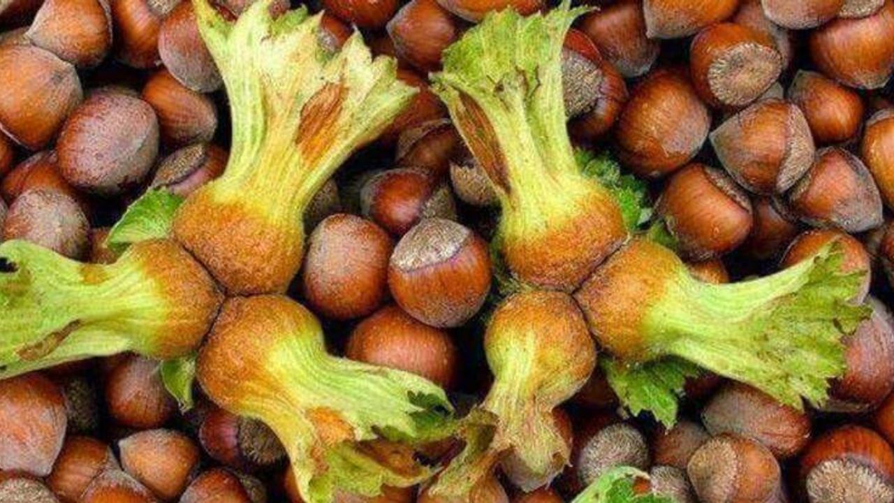 Giresun Ziraat Odası Başkanı Nurittin Karan, serbest piyasada fındık fiyatının