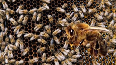 Almanya’da yapılan araştırmada, iklim değişikliğine bağlı çevresel baskıların bombus arısı