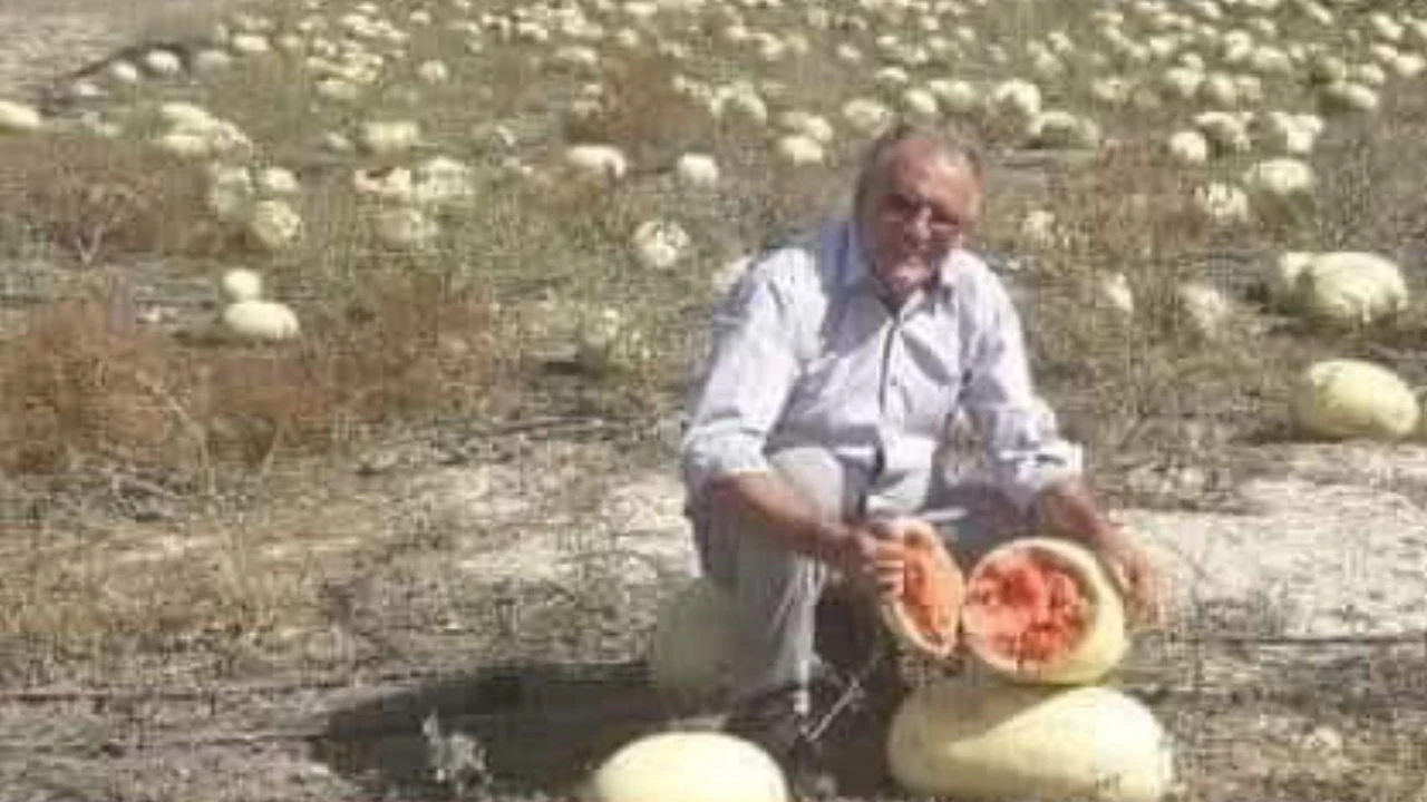Çiftçiler, ithal tohumlu karpuz ve kavunları dağ domuzlarının yemediğini söylüyor: