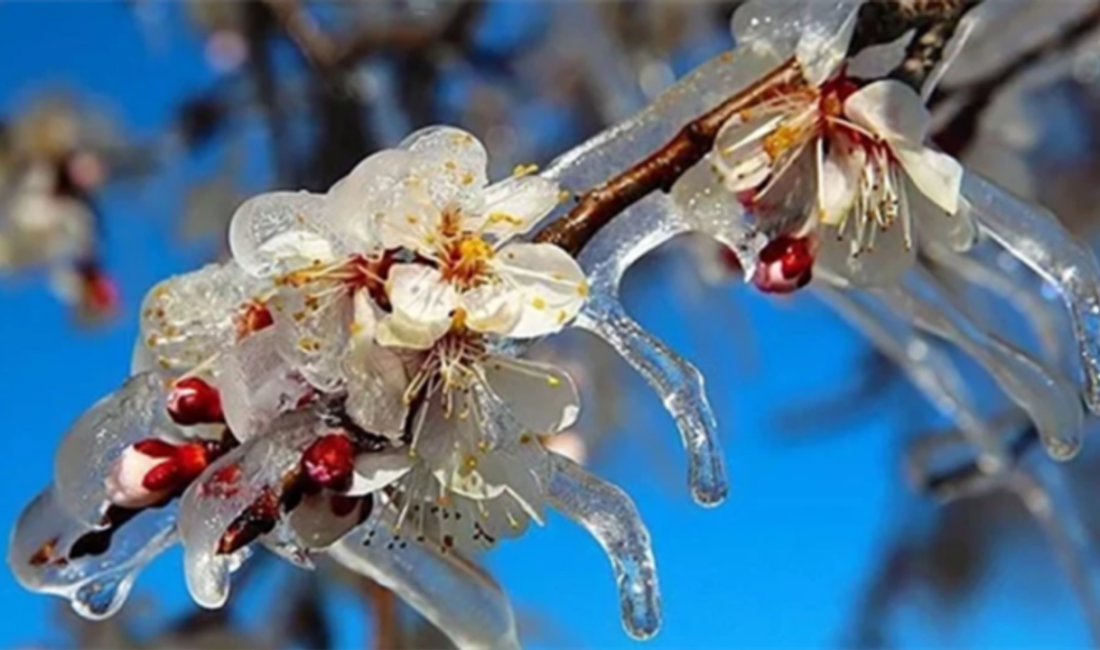 Tarım ve Orman Bakanı İbrahim Yumaklı, zirai don nedeniyle ürünleri