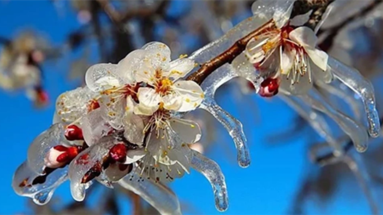 Tarım ve Orman Bakanı İbrahim Yumaklı, zirai don nedeniyle ürünleri