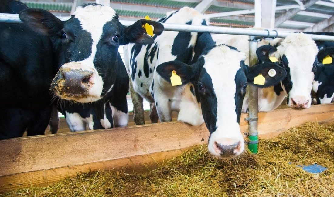 Türkiye’de süt üretimindeki düşüş yılın son çeyreğinde de devam etti.