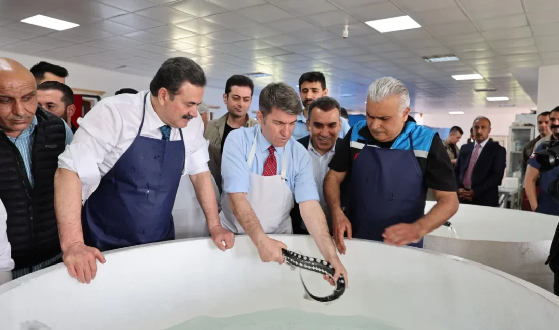 Amasya’daki Yedikır Su Ürünleri Üretim ve Araştırma İstasyonu’nda yetiştirilen mersin