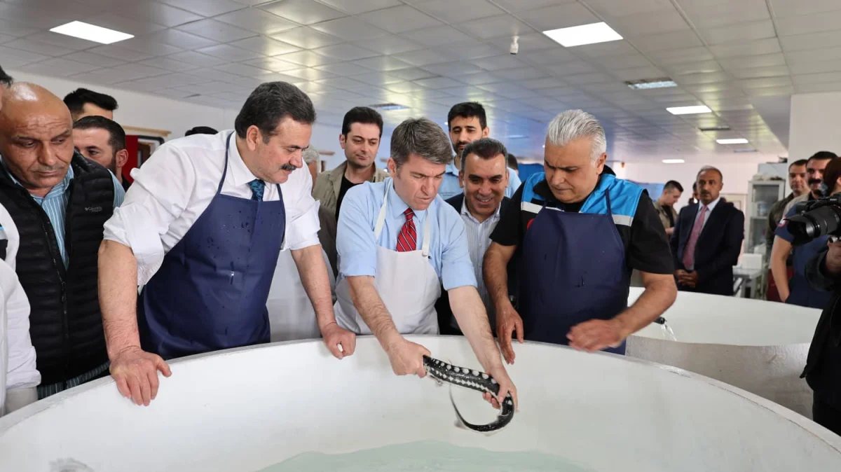 Amasya’da üretilen ve havyarı yüksek değeri nedeniyle “siyah inci” olarak