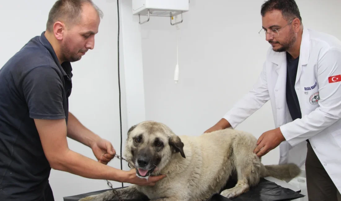 Giresun’da vahşice ezilen can dost hayata döndürüldü GİRESUN – BHA Giresun’da bir sürücünün vahşice ezdiği köpeğin üzerinden
