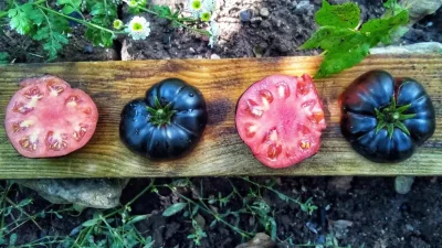 DENİZLİ – BHA Çameli’de tarımsal üretime farklı bir ürün kazandırmak