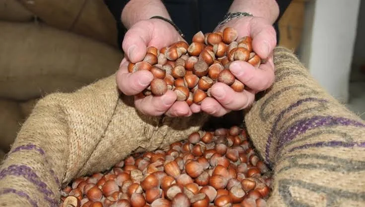 GİRESUN – BHA YENİ Parti PM Üyesi ve Giresun Milletvekili