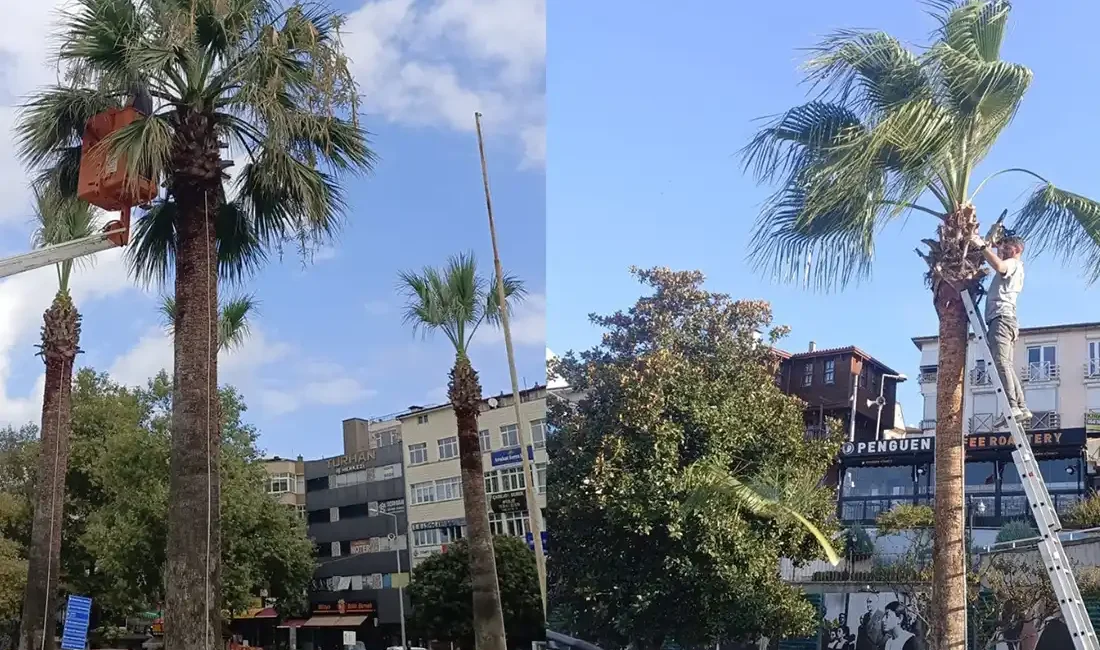 ZONGULDAK – BHA Kdz. Ereğli Belediyesi Park ve Bahçeler Birimi