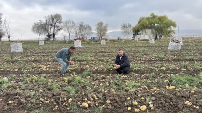 Yalçın ÇELİK-BHA Aksaray’ın Gülağaç ilçesinde patates hasadı devam ederken üreticiler,