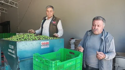 AYDIN – BHA Aydın’ın Karacasu ilçesinde zeytin üreticileri, işçilik, gübre,