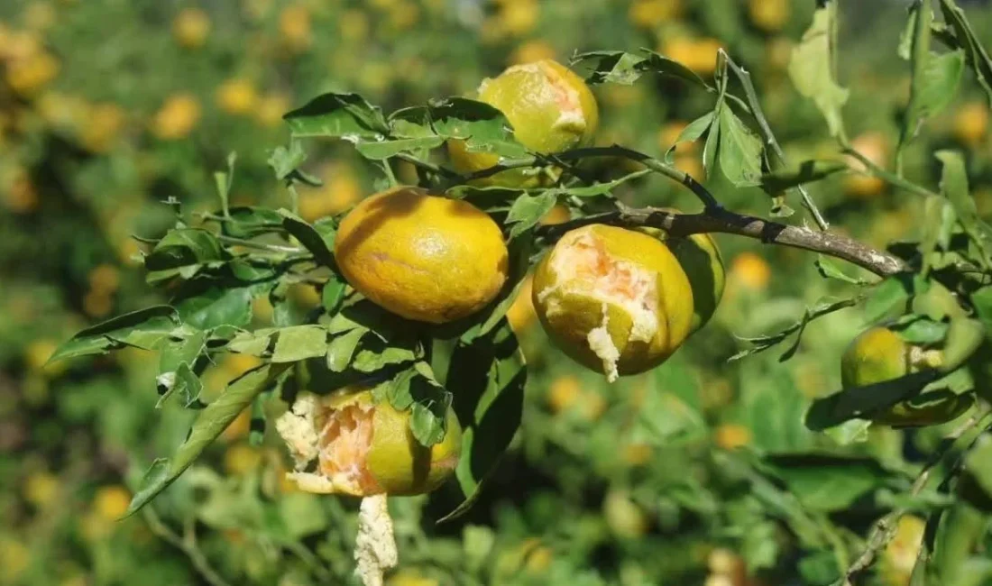 Hasat öncesi dolu ve fırtına mandalina üreticisini vurdu HATAY – BHA Birkaç gün içerisinde hasat edilmesi beklenen erkenci