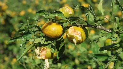 HATAY – BHA  Birkaç gün içerisinde hasat edilmesi beklenen erkenci