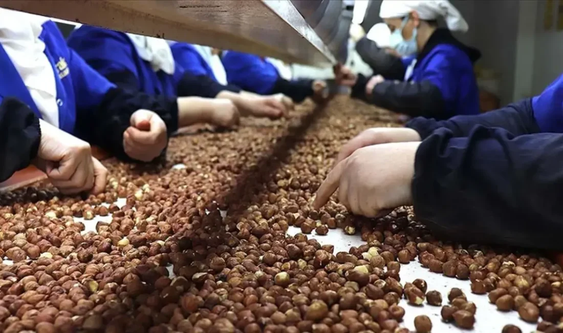 Fındık ‘da Almanya’ya rekor ihracat GİRESUN – BHA Türkiye, 2025-2026 ihracat sezonunda Almanya’ya 730 milyon