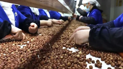GİRESUN – BHA  Türkiye, 2025-2026 ihracat sezonunda Almanya’ya 730 milyon