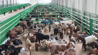 ANKARA – BHA Tarım ve Orman Bakanlığı, hayvancılıkta verimliliğin ve