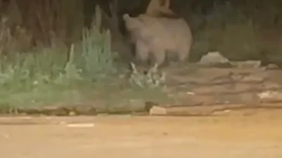 KARS – BHA Kars’ın Sarıkamış ilçesinde gece saatlerinde yerleşim alanına